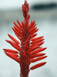 flowers of Aloe vera