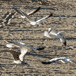 Seagulls at the beach