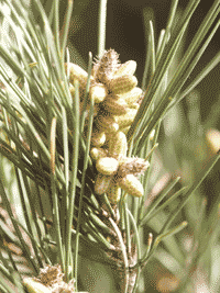 Pinus Pineus with flowers