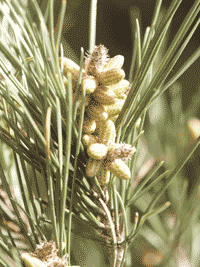 Pinie oder Mittelmeerkiefer mit Blüten